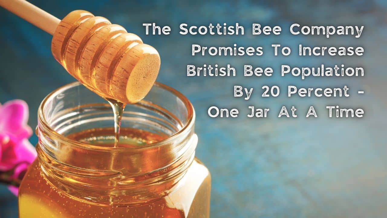 The Scottish Bee Company Promises To Increase British Bee Population By 20 Percent One Jar At A Time