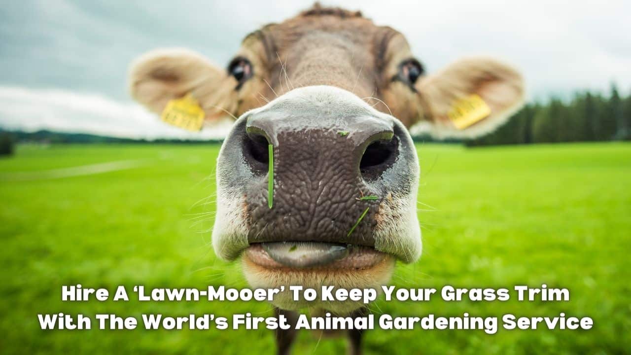 Hire A ‘Lawn Mooer To Keep Your Grass Trim With The Worlds First Animal Gardening Service